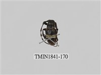 藏品(菲律賓產昆蟲)的圖片